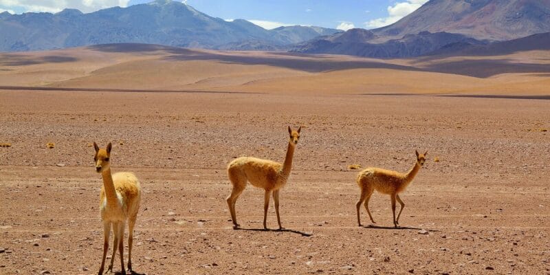 Tiere in der Atacama Wüste