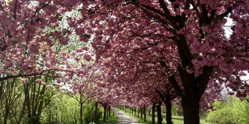 Berlin Kirschblüte in Deutschland