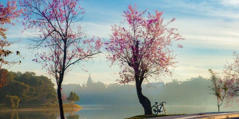 Die Kirschblüte in der Heimat Japan