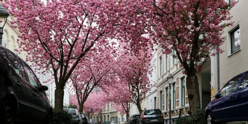 Kirschbäume in Bonn