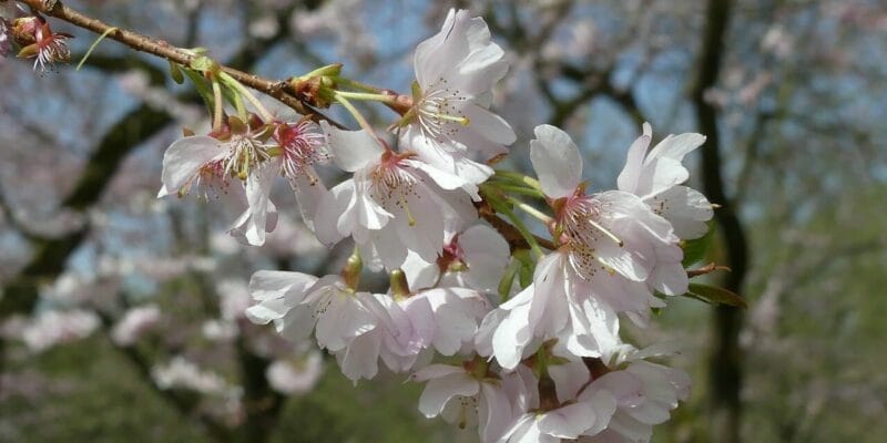 Kirschblüte an dem Schwetzinger Schloss