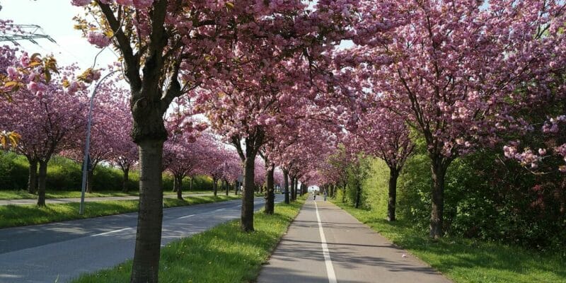 Kirschblüten in Magdeburg