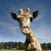 Serengeti Park Übernachtung Angebot