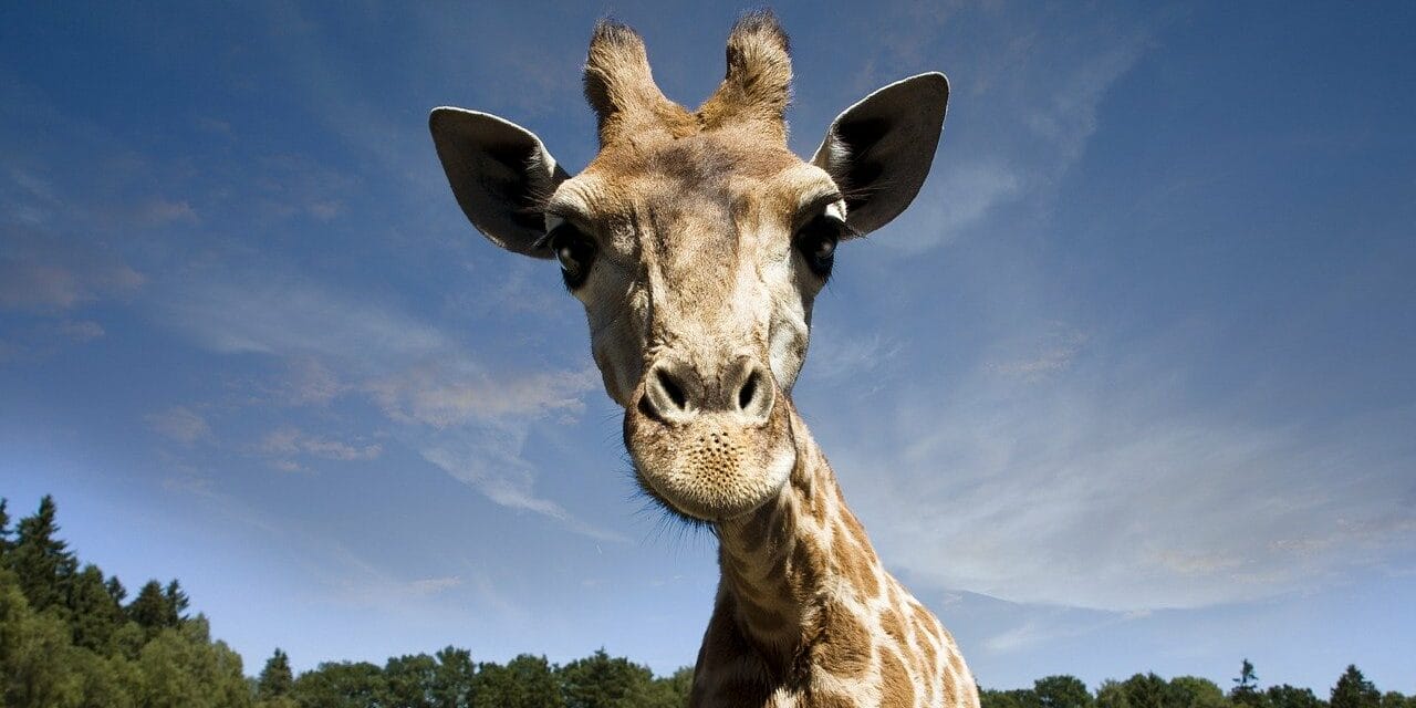 Serengeti Park Übernachtung Angebot