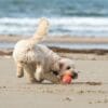 Hundestrand Deutschland