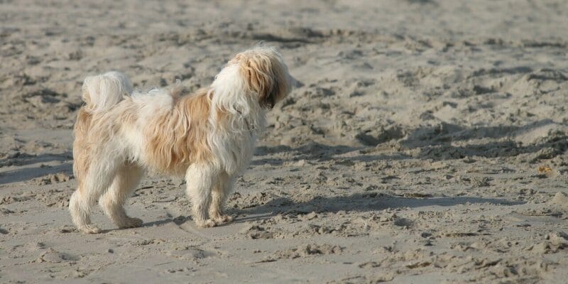Welche örtlichen Regeln gelten für Hundebesitzer am Strand?