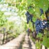 Weinberge