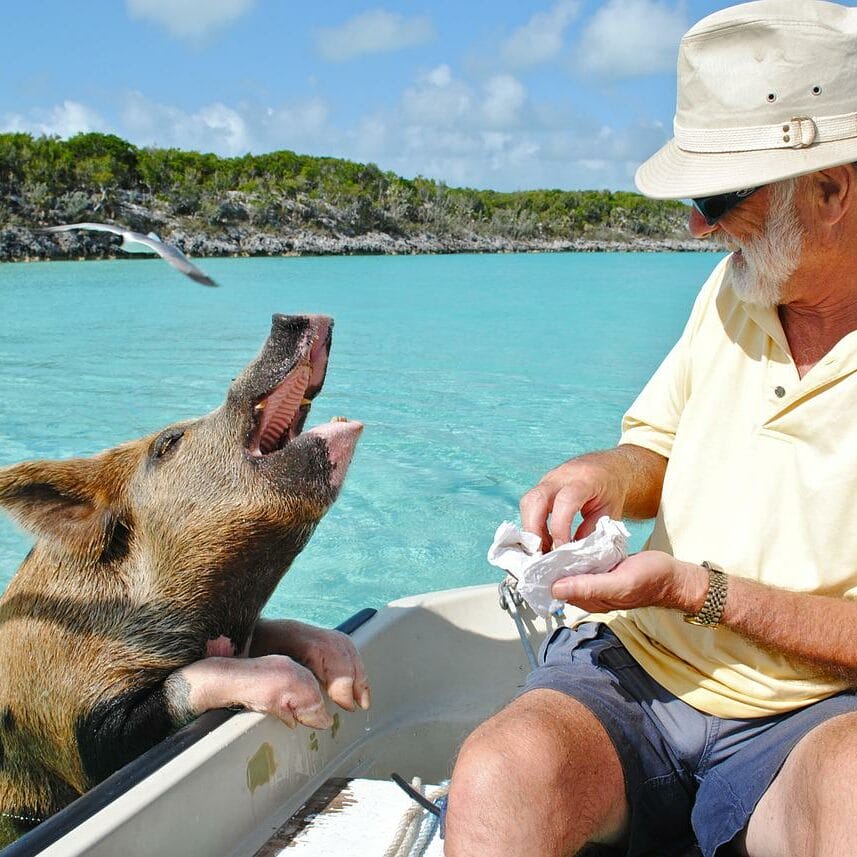 Bahamas Schweine