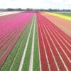 Tulpenfelder Holland