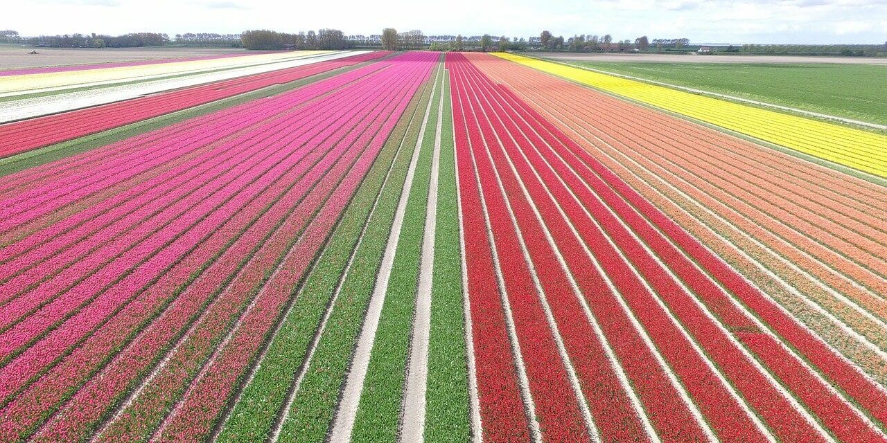 Tulpenfelder Holland Tulpenfelder Holland