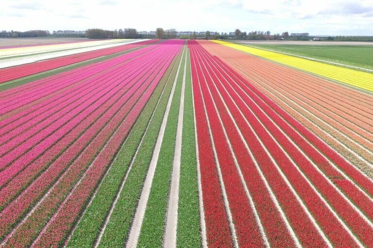 Tulpenfelder Holland