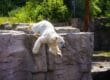 Erlebnis Zoo Hannover