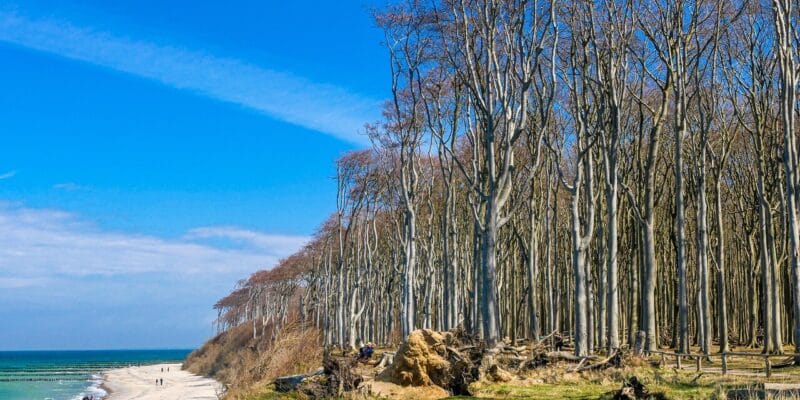Gespensterwald Ostseebad Nienhagen Gespensterwald Ostseebad Nienhagen