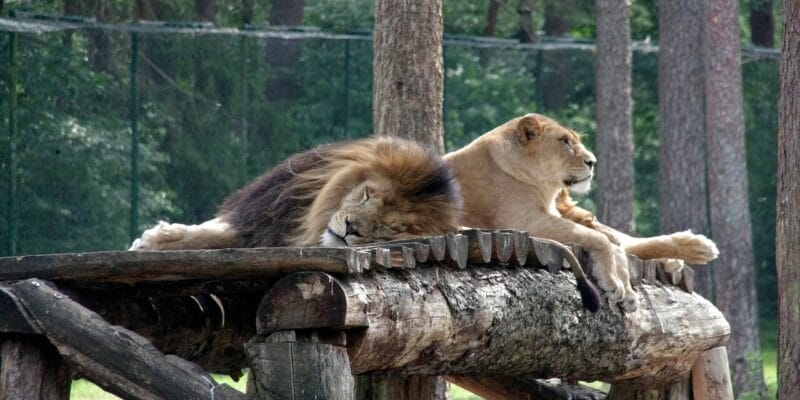 Serengeti-Park in Hodenhagen