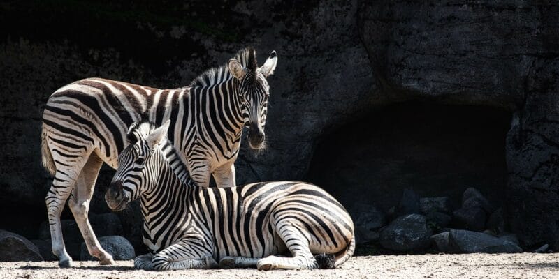 Tierpark Hagenbeck