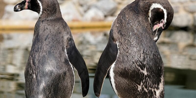 Tierpark Sababurg