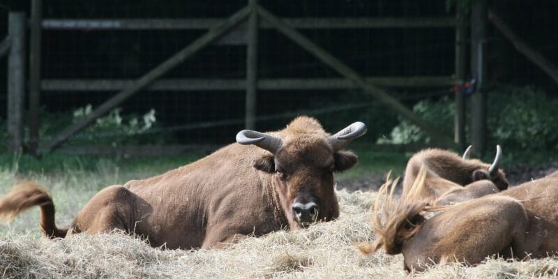 Wisentgehege in Springe