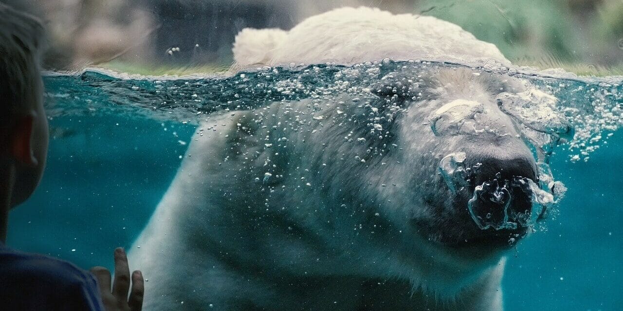 Wie viele Zoos gibt es in Deutschland?