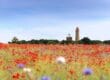 Unter blauem Himmel am Kap Arkona erstreckt sich ein leuchtendes Wildblumenfeld mit roten Mohnblumen und violetten Blumen. In der Ferne stehen majestätisch zwei hohe Leuchttürme, umgeben von Bäumen.