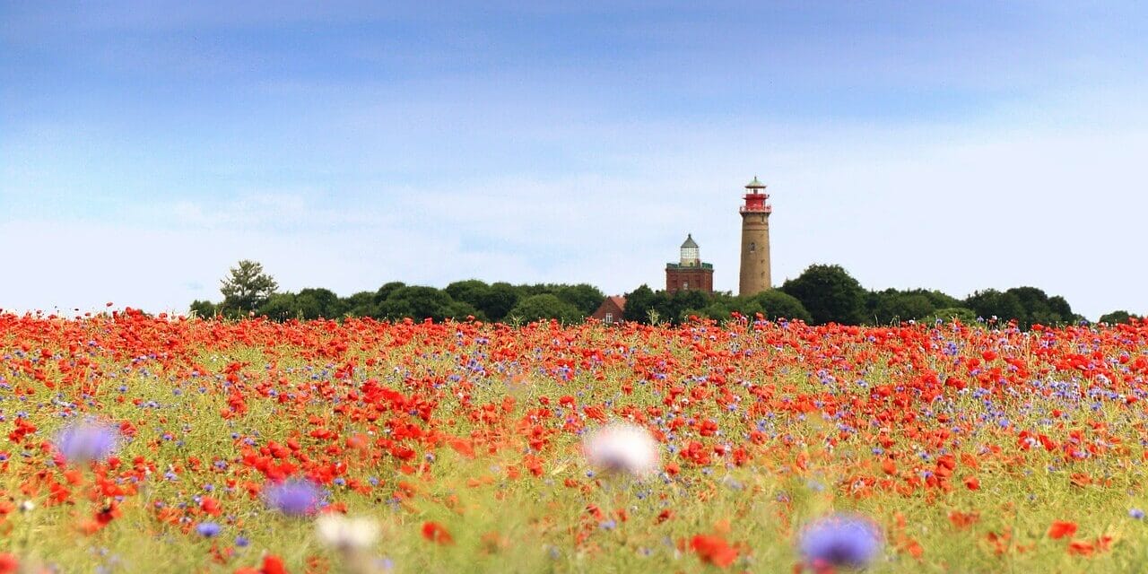 Unter blauem Himmel am Kap Arkona erstreckt sich ein leuchtendes Wildblumenfeld mit roten Mohnblumen und violetten Blumen. In der Ferne stehen majestätisch zwei hohe Leuchttürme, umgeben von Bäumen.